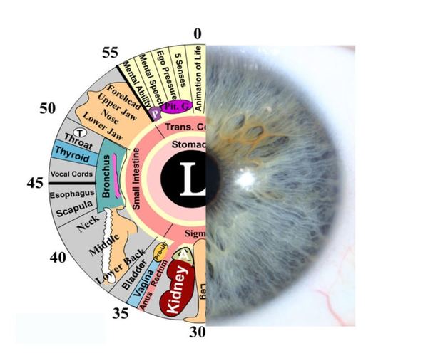 Irisdiagnostische Karte mit den zugeordneten Organbereichen